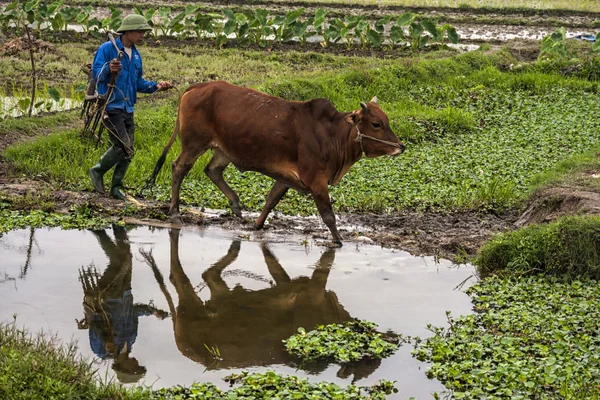 Agricultor camina su buey en arrozales y obtiene un buen reflejo . —  Fotos de Stock