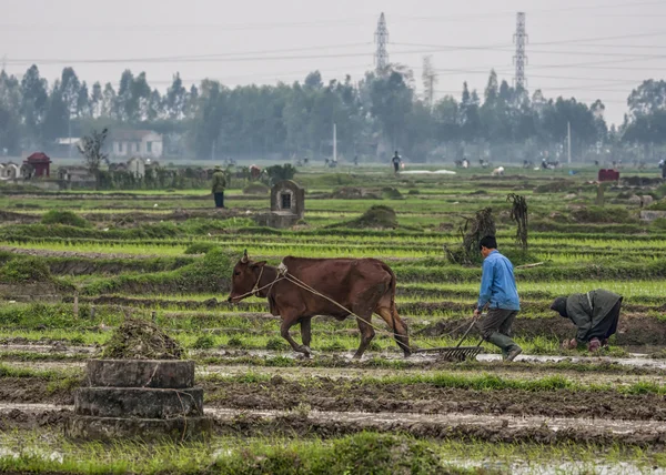 Wide view scenery with farmer and ox plowing rice paddies. — Stock Photo, Image