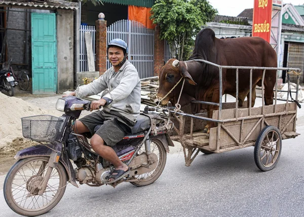 Comerciante en motocicleta trae su toro a la vaca para procreatio —  Fotos de Stock