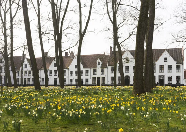 Beguinage de Bruges e narcisos no início da primavera 2014 . — Fotografia de Stock