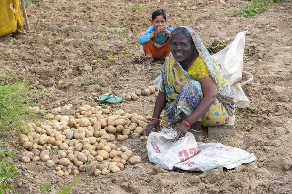 Kvinna skördar potatis med bara händerna. — Stockfoto