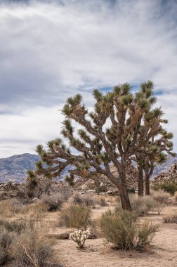 Joshua Tree Ulusal Parkı, CA, ABD - 31 Ocak 2022: Kuru kumlu çöl tabanında, ufukta tepeler olan mavi bulutların altında bir grup Joshua ağacı portresi. Cholla kaktüsü ve çalılar.