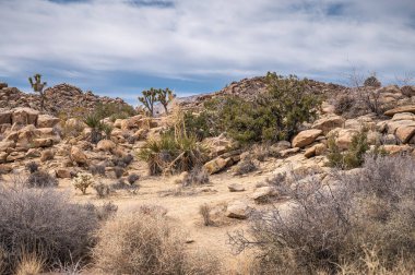 Joshua Tree Ulusal Parkı, CA, ABD - 31 Ocak 2022: Kum Çölü zemini, dağılmış bej kayalar ve tepeler önünde kaya yığınları gibi kuru çalılar. Adaş kaktüslerinden birkaçı.