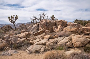 Joshua Tree Ulusal Parkı, CA, ABD - 31 Ocak 2022: Çalılıklar ve Joshua ağaçları kuru çöl zemininde mavi bulutların altında bej renkli kaya yığınlarının üzerine dikiliyorlar.