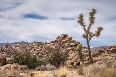 Joshua Tree Ulusal Parkı, CA, ABD - 31 Ocak 2022: Lone Joshua ağacı, kuru kumlu çöl tabanındaki çalılarla birlikte büyük bej kayaların önünde mavi lekeli kalın bulutların altında.