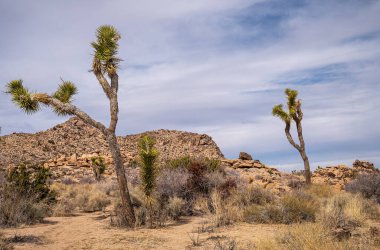 Joshua Tree Ulusal Parkı, CA, ABD - 31 Ocak 2022: Kuru kumlu çöl zemininde iki Joshua ağacı, mavi bulutların altında çalılar ve ufukta taştan tepeler.
