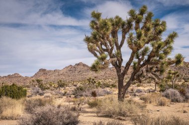 Joshua Tree Ulusal Parkı, CA, ABD - 31 Ocak 2022: Kuru kumlu çöl zemininde uzun ve geniş Joshua ağacı, mavi bulutların altında çalılar ve ufukta taş dağları aralığı.