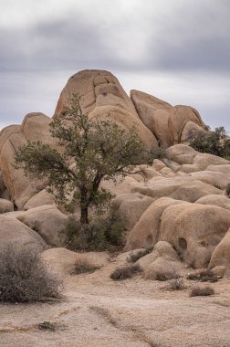Joshua Tree Ulusal Parkı, CA, ABD - 31 Ocak 2022: Kaya çöl tabanı arasında yarıkta büyüyen yeşil ağacın portresi gri bulutlar altında bej rengi çatlamış kayaya yol açıyor.