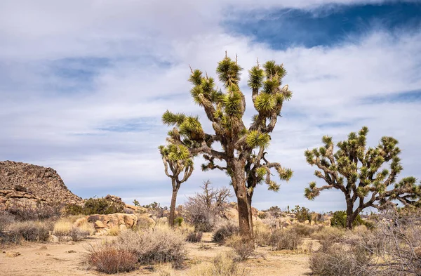 Joshua Tree Ulusal Parkı, CA, ABD - 31 Ocak 2022: Kuru kumlu çöl zemininde üç Joshua ağacı, mavi bulutların altında çalılar ve ufukta uzun taş tepeler.
