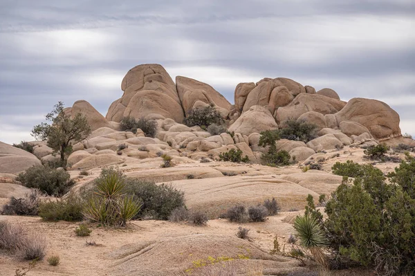 Joshua Tree National Park Usa Січня 2022 Пейзаж Високих Бежевих — стокове фото