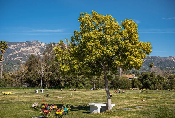 カリフォルニア州サンタバーバラ 2022年2月8日 カルバリー墓地 青空の下で緑の埋葬芝生の上で多くのカラフルな花の花束や木 サンタ イエネス山の地平線 — ストック写真