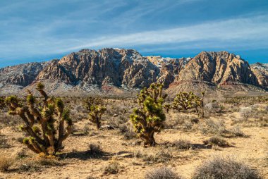 Las Vegas, Nevada, ABD - 23 Şubat 2010 Red Rock Canyon Conservation Area. Joshua Ağaçları kuru çöl zemininde kar kaplı gri kaya dağlarının altında mavi bulutların altında.