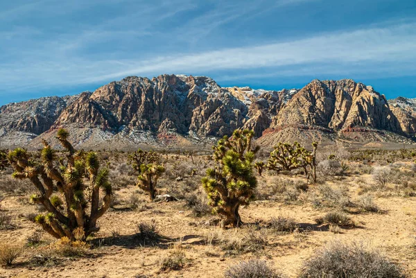 Las Vegas Nevada Usa Лютого 2010 Red Rock Canyon Conservation — стокове фото