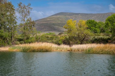 Winchester, CA, USA - 11 Nisan 2022: Skinner Gölü. Sazlıklarla dolu kıyı şeridi, yeşil ağaç kuşağının önünde mavi bulutların altında ve ufukta daha koyu tepeler var..