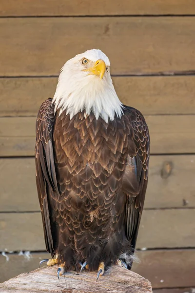 Ketchikan Alaska Usa July 2011 Rainforest Sanctuary Portrait Closeup Sitting — Stock Photo, Image