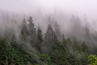Juneau, Alaska, ABD - 19 Temmuz 2011: Yoğun gri sis örtüleri, dağlık yamaçta neredeyse hiç görülemeyen yoğun yeşil çam ormanları, sanki gökyüzü düşmüş gibi..