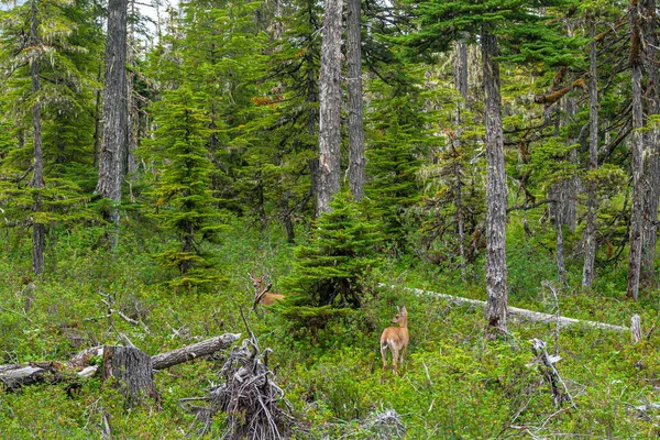 Hoonah Alaska Eua Julho 2011 Cervos Castanhos Claros Vistos Paisagens — Fotografia de Stock