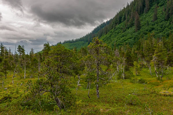 Hoonah Alaska Eua Julho 2011 Paisagem Vegetação Verde Selvagem Vale — Fotografia de Stock