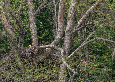 Skagway, Alaska, ABD - 20 Temmuz 2011: Chilkoot körfezinin yukarısındaki Taiya körfezi. Yuvalayan kel kartal, sadece beyaz kafa ve kalesinin yukarısında görünen sarı gaga. Ağacın altında yeşil yapraklar var.