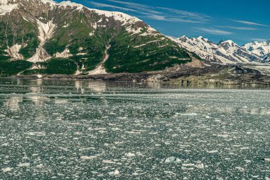 Dischantment Bay, Alaska, ABD - 21 Temmuz 2011: Mavi gökyüzü altında kısa buzullar ve kar bantları olan ormanlık dağ kanadı önünde yüzen buz parçalarıyla kaplı yeşil okyanus suyu.