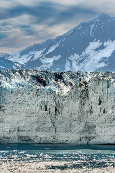 Залив Разочарования Аляска Сша Июля 2011 Года Сине Черный Пятнистый — стоковое фото