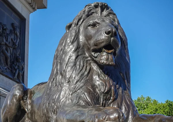 London July 2022 Trafalgar Square Frontal Face Closeup Black Lion — Fotografia de Stock