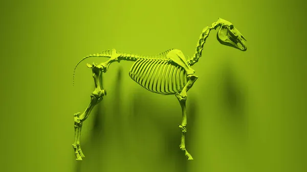 Καθιστούν Πράσινο Σκελετό Αλόγου — Φωτογραφία Αρχείου