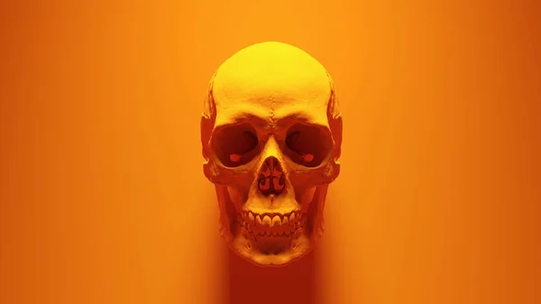 Orange Human Female Skull Medical Anatomical Teeth Jaw Orange Background — стоковое фото