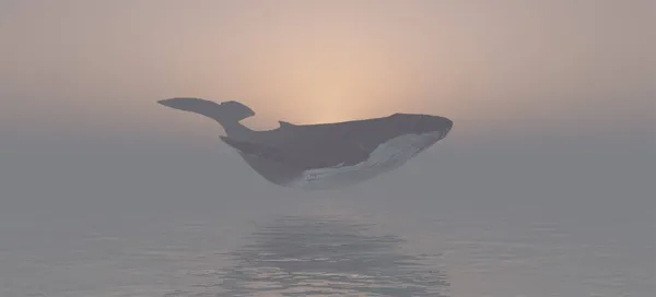 Balena Flying Sunset Sky Coastline Oceano Mare Acqua Nuvole Sole — Foto Stock