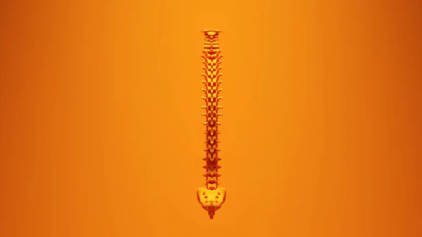 Orange Kręgosłupa Kręgosłupa Kręgi Kręgosłupa Krzywe Vibrant Tło Ilustracja Renderowania — Zdjęcie stockowe