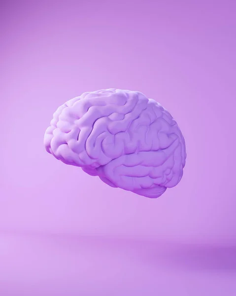 Purple Lavender Brain Human Anatomy Medical Mind Intelligence Science Illustration — Stok Foto