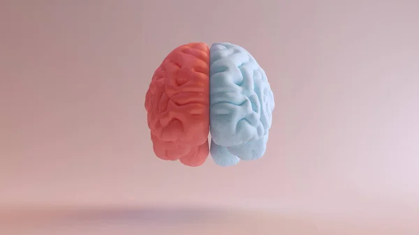 Human Brain Anatomy Red Blue Feminine Masculine Hemispheres Mind Science — стокове фото