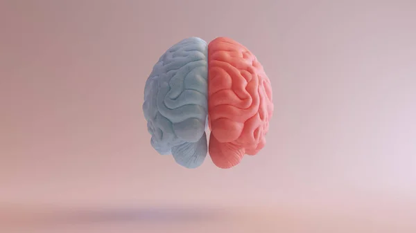 Human Brain Anatomy Red Blue Feminine Masculine Hemisphere Mind Science — 스톡 사진