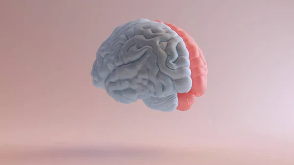 Human Brain Medical Anatomy Red Blue Feminine Masculine Hemispheres Mind — Stok Foto