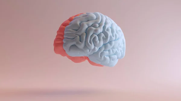 ヒト脳医学解剖学レッドブルーフェミニンマシン半球心科学創造知能アイデアフロント左ビュー3Dイラストレンダリング — ストック写真