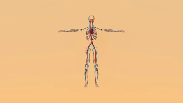 米色皮肤背景下的红蓝心静脉血液流动解剖3D图解 — 图库照片