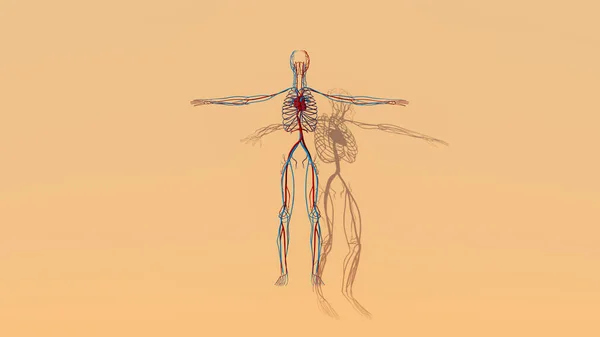 Sistema Circulatorio Médico Humano Red Blue Heart Vein Blood Flow — Foto de Stock