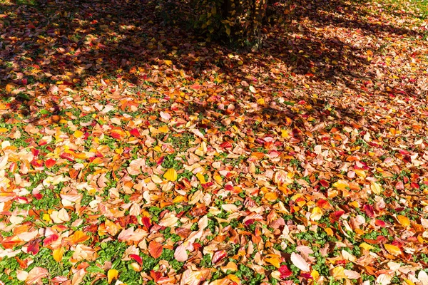Listové Pestrobarevné Podzimní Barvy Listů Textury Stromy Les Lublaň Cestování — Stock fotografie