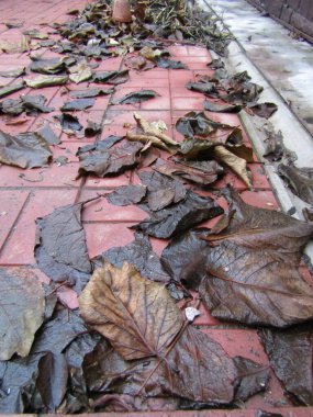 Sonbahar manzarasının bir parçası: büyük, soluk, nemli kahverengi gölgeli yapraklar pembe bir fayans üzerinde yatar. Dekorasyon ve sonbahar atmosferi yaratma kavramı. Tasarımcı için malzeme. Fotoğraf, Raster..