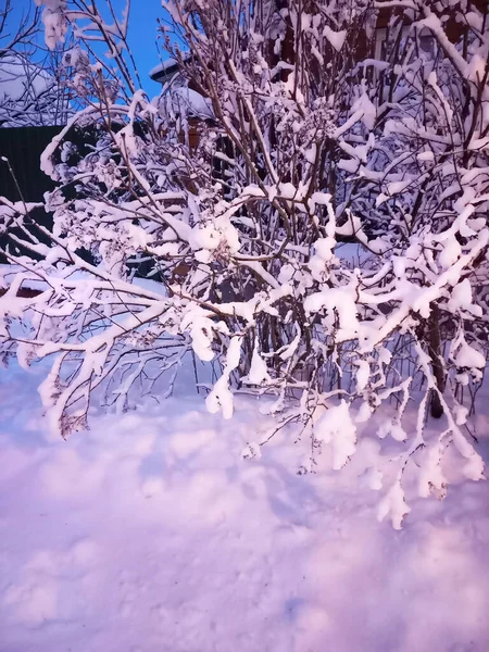 Kış doğası. Akşam üzeri alacakaranlıkta çekilmiş bir resim. Güzel, karla kaplı dalları ve karda yumuşak gölgeleri olan yayılan bir çalı. Baskı için tasarım, kış aylarının ve kış tatillerinin posteri.