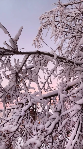 Kış doğası. Kar yağışı sonrası kış sabahı fotoğrafı. Güzel ağaçlar ve çalılar karla kaplı dallar ve karda yumuşak gölgeler. Baskı için tasarım, kış aylarının ve kış tatillerinin posteri.