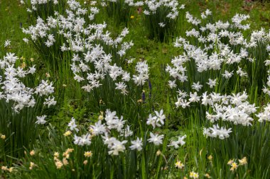 Bahar bahçesindeki sümbül çiçekleri.