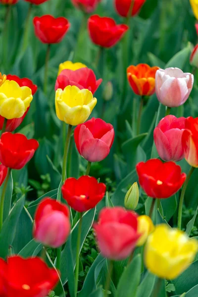 Macaristan, Vacratot 'taki renkli lale bahçesi.