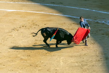 Valencia, İspanya - 05 06 2022: Boğa güreşçisi ringde boğayla oynuyor. İspanya, Valencia 'da güneşli bir bahar gününde Corrida de Toros.