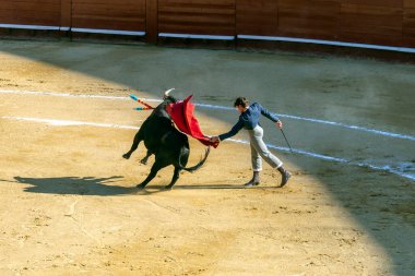 Valencia, İspanya - 05 06 2022: Boğa güreşçisi ringde boğayla oynuyor. İspanya, Valencia 'da güneşli bir bahar gününde Corrida de Toros.