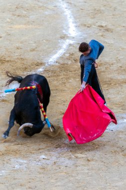Valencia, İspanya - 05 06 2022: Boğa güreşçisi ringde boğayla oynuyor. İspanya, Valencia 'da güneşli bir bahar gününde Corrida de Toros.