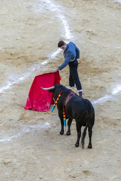 Valencia Spanyolország 2022 Egy Torreádor Várja Bikát Ringben Corrida Toros — Stock Fotó