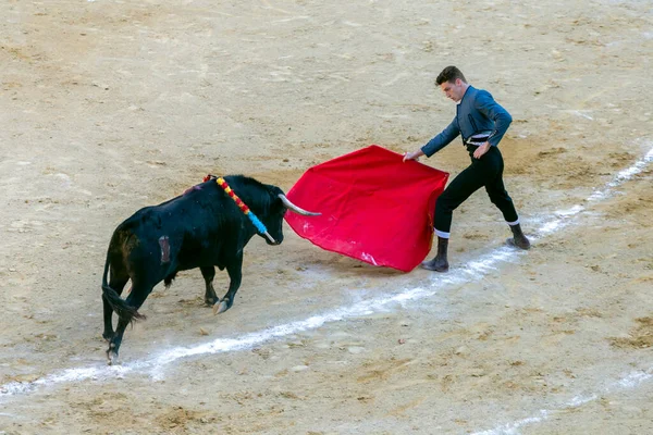 Valencia, İspanya - 05 06 2022: boğa güreşçisi boğa güreşini ringde bekliyor. İspanya, Valencia 'da güneşli bir bahar gününde Corrida de Toros.