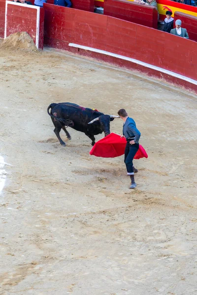 Walencja Hiszpania 2022 Byk Bawiący Się Bykiem Ringu Corrida Toros — Zdjęcie stockowe