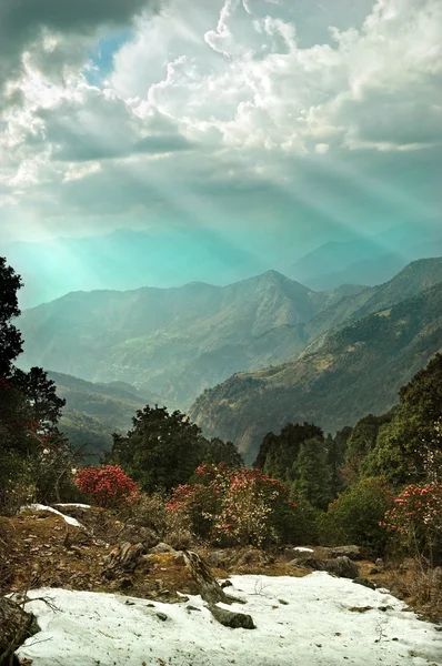 Mountain ranges and rhododendron forest — Stock Photo, Image